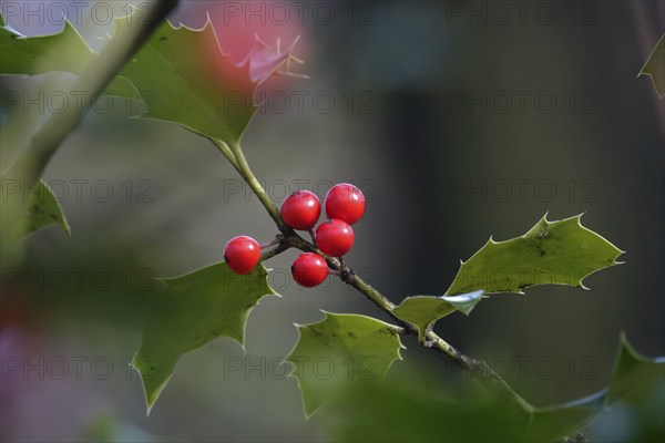 Holly (Ilex aquifolium), February, Germany, Europe