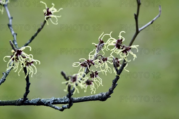 Witch-hazel (Hamamelis), February, Germany, Europe