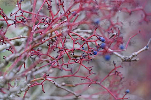 Wild vine, maiden vine (Parthenocissus quinquefolia) with fruit, Moselle, Rhineland-Palatinate,
