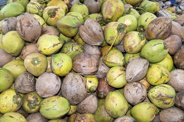 A pile of fresh coconuts, fruits of the coconut palm (Cocos nucifera), for the production of copra,