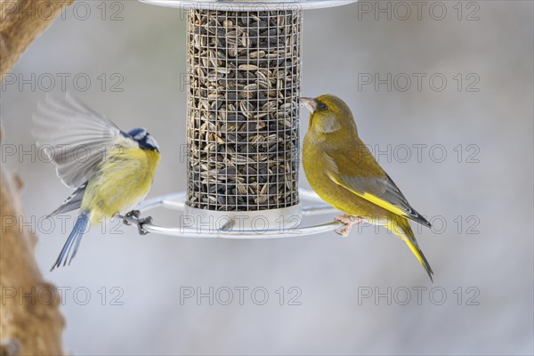 European greenfinch (Chloris chloris), Germany, Europe