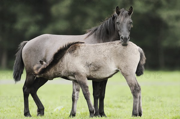 Dülmener Wildpferd, mare with foal, Merfelder Bruch, Dülmen, North Rhine-Westphalia, Germany,