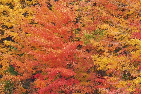Maple (Acer), in bright orange, red and yellow tones, autumn, Vermont, New England, USA, North