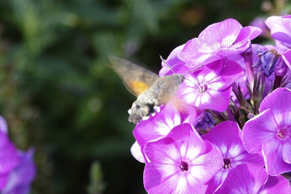 Dove tail on a phlox flower, July, Saxony, Germany, Europe