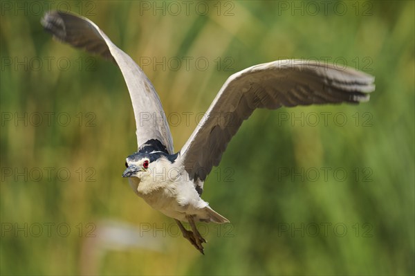 Black-crowned night heron (Nycticorax nycticorax) flying, Camargue, France, Europe