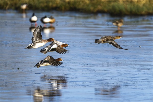 Eurasian Wigeon, (Mareca penelope) birds in flight over frozen water on marshes