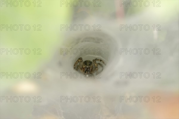 Common labyrinth spider (Agelena labyrinthica), female in web, North Rhine-Westphalia, Germany,