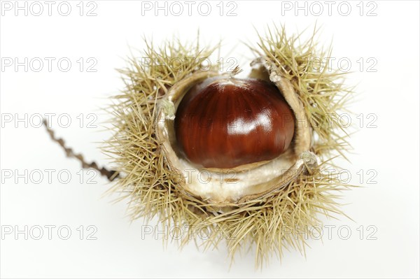 Sweet chestnut or sweet chestnut (Castanea sativa), fruit, chestnut on a white background