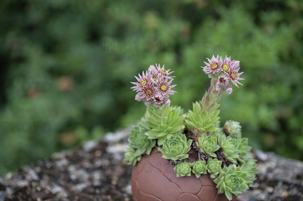 Flowering common houseleek (Sempervivum tectorum), Bavaria, Germany, Europe