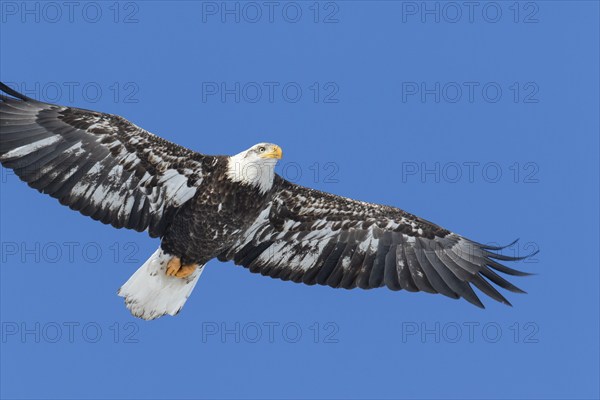Juvenile bald eagle (Haliaeetus leucocephalus) flying under a blue sky. Region of Lanaudiere.