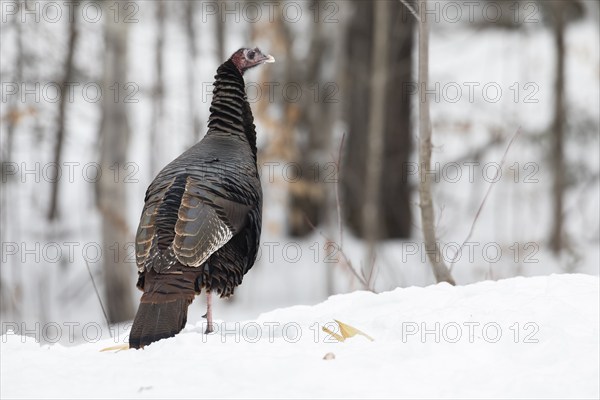 Wild turkey (Meleagris gallopavo) standing on a snowy field and watching. Region of La Mauricie.