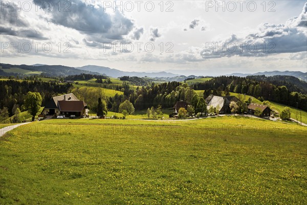 Flowering meadow and mountains, near St Märgen, Black Forest, Baden-Württemberg, Germany, Europe