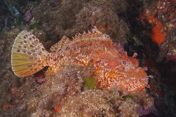 Large red scorpionfish (Scorpaena scrofa), sea sow, in the Mediterranean near Hyères. Dive site