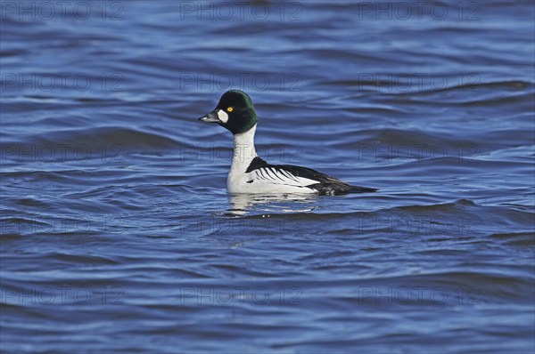 Common goldeneye (Bucephala clangula) male, Central Sweden, Sweden, Scandinavia, Europe