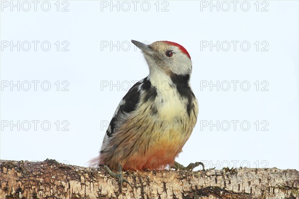 Middle spotted woodpecker (Dendrocopos medius) sitting attentively on birch trunk, in winter, light