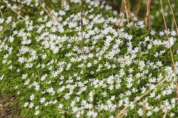 The Polenz is the right-hand, smaller headwaters of the Lachsbach in Saxony and flows through the