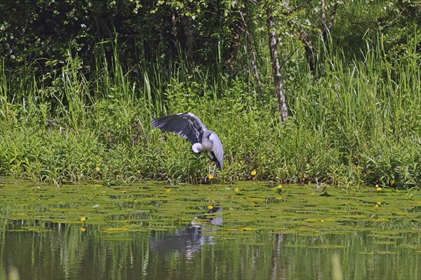 A heron flies over a loch surrounded by lush vegetation and reflective water, water lilies, Forth