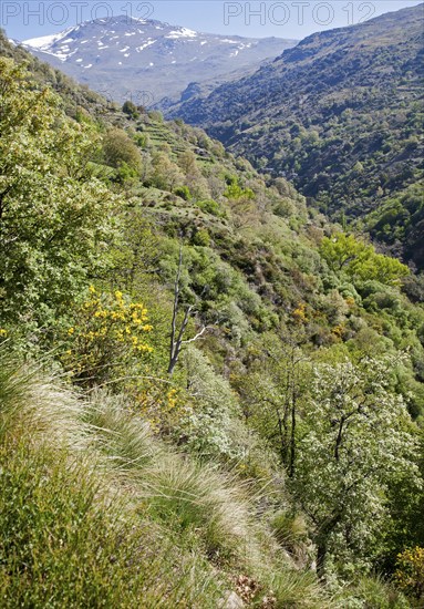 Landscape of the River Rio Poqueira gorge valley, High Alpujarras, Sierra Nevada, Granada Province,