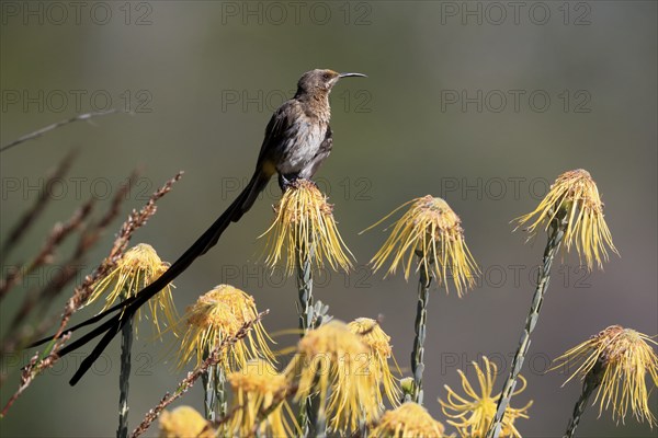 Cape Honeybird (Promerops cafer), adult, male, on flower, Protea, vigilant, Kirstenbosch Botanical