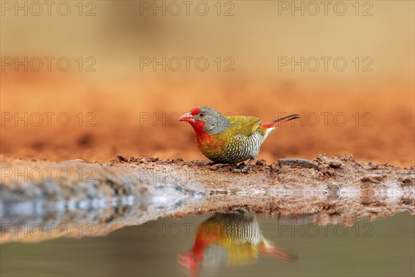 Green-winged pytilia (Pytilia melba), adult, at the water, Kruger National Park, Kruger National