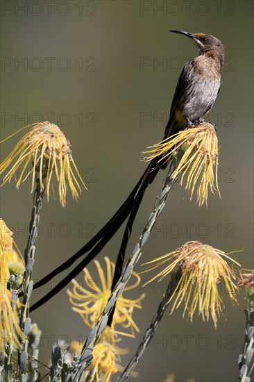 Cape Honeybird (Promerops cafer), adult, male, on flower, Protea, vigilant, Kirstenbosch Botanical