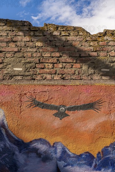 Colourful graffito with the image of an Andean condor (Vultur gryphus), street art in the city of