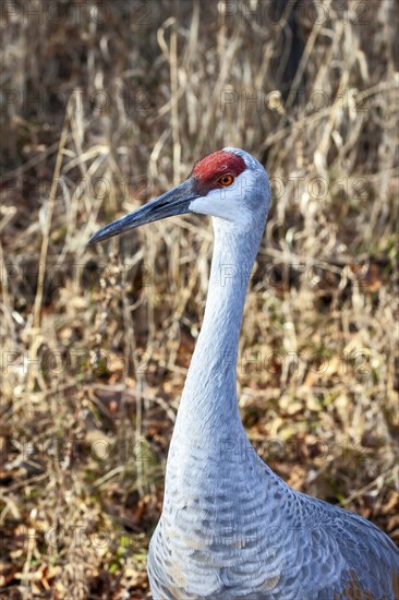 Milford, Michigan, A sandhill crane (Antigone canadensis) at Kensington Metropark