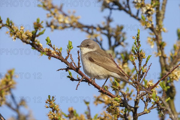 Lesser whitethroat (Sylvia curruca), perch, Quirnheimer Berg, Bad Dürkheim district,
