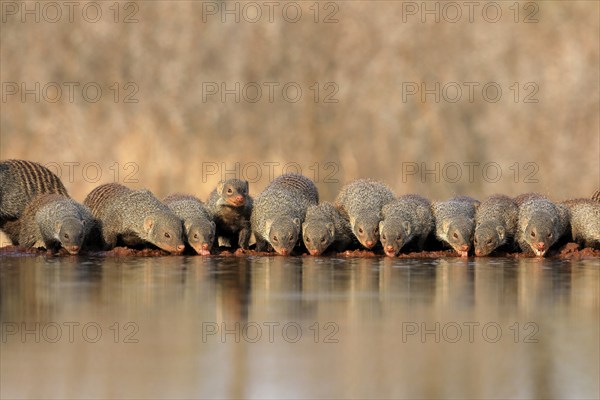 Zebra mongoose (Mungos mungo), adult, group, at the water, drinking, Kruger National Park, Kruger