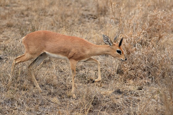 Steenbok (Raphicerus campestris), adult, male, running, foraging, alert, dwarf antelope, Kruger