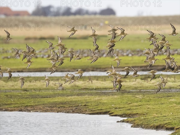 Eurasian Golden Plover (Pluvialis apricaria) flock in flight over a coastal lagoon, migrating