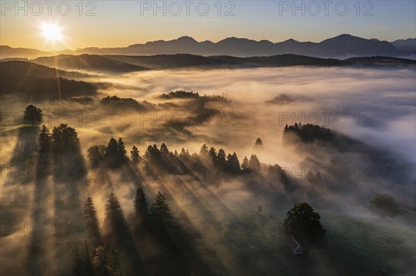Aerial view of trees in fog in front of mountains, sunrise, summer, view of Benediktenwand and
