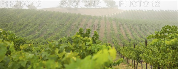 Beautiful grape vineyard landscape banner