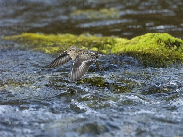 Temminck's Stint (Calidris temminckii), flying across a stream, Finnmark, Norway, Europe
