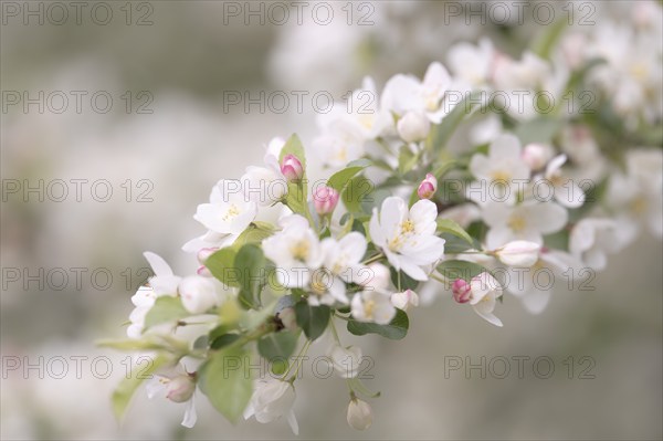 Apple blossom branch with white open flowers and yellow stamens, few closed flowers in pink, green