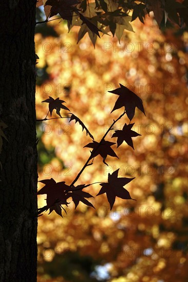 Leaves of the amber tree, October, Germany, Europe