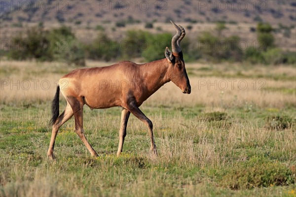 Red hartebeest (Alcelaphus buselaphus caama), Kaama, adult, running, foraging, alert, Mountain