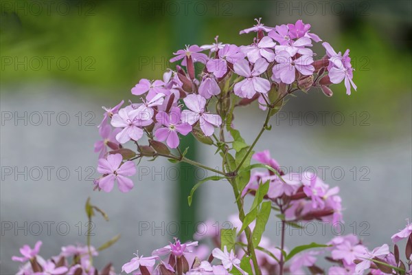 Soap Root (Saponaria officinalis), North Rhine-Westphalia, Germany, Europe
