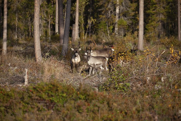 Lapland, Sweden. Reindeer in the forest