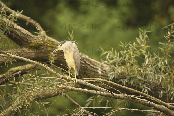 Black crowned night heron (Nycticorax nycticorax) Allgäu, Bavaria, Germany, Allgäu, Bavaria,