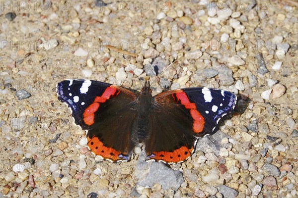 Admiral (Vanessa atalanta), September, Saxony, Germany, Europe