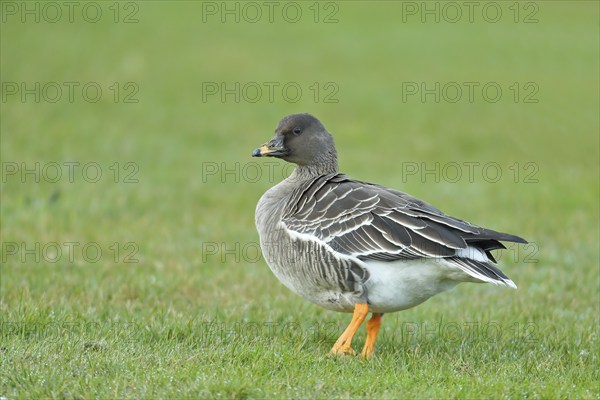 Bean goose (Anser fabalis) in a meadow, Heligoland, North Sea, Germany, Europe