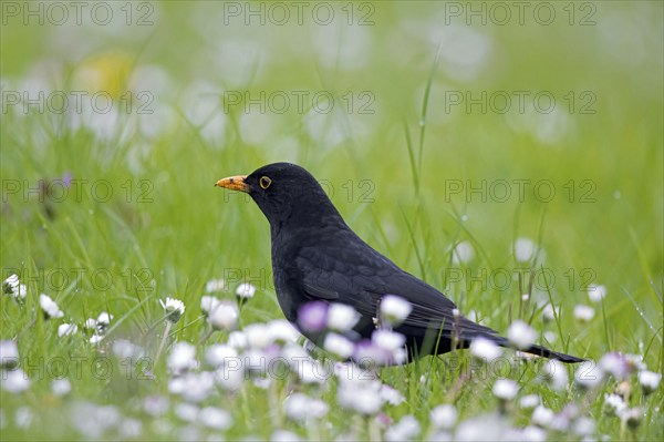 Common blackbird, Eurasian blackbird (Turdus merula) male foraging in grassland, meadow