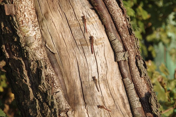 Vagrant darter (Sympetrum vulgatum), tree trunk, four, sunlight, Three male and one female