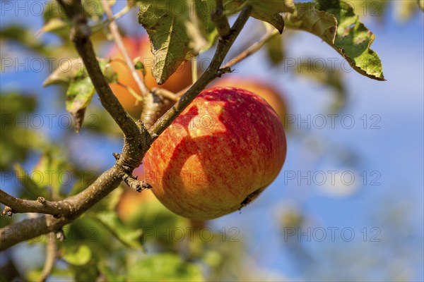Ripe apple on the tree