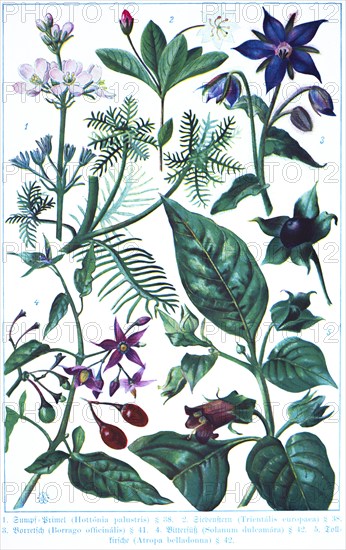 Botany, Supfprimal (Hottónia palustris), chickweed wintergreen (Trientális europaea), borage