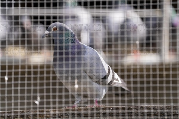 Carrier pigeons, in a pigeon loft, pigeon fancier, Mülheim, North Rhine-Westphalia, Germany, Europe