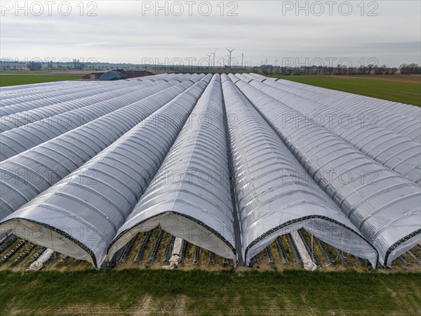 Open field strawberry cultivation in a foil greenhouse, young strawberry plants growing, near