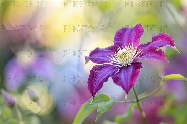 Close up of beautiful purple Clematis flower. KI generiert, generiert, AI generated