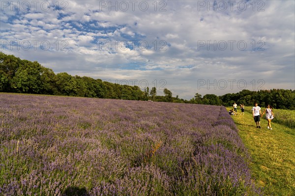 Lavender fields in East Westphalia Lippe, OWL, near the village of Fromhausen, near Detmold, the